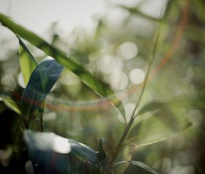 Preview wallpaper grass, plants, blur, light