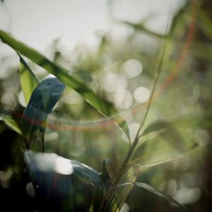 Preview wallpaper grass, plants, blur, light