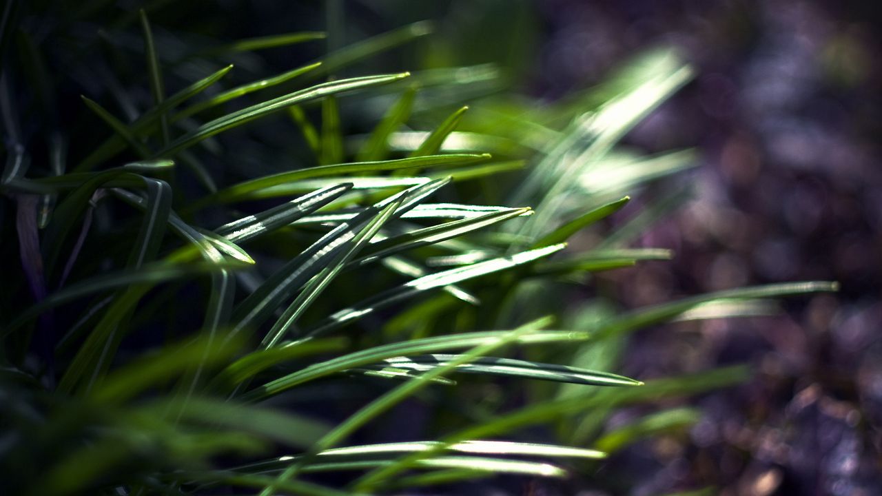 Wallpaper grass, plants, blur, light, macro