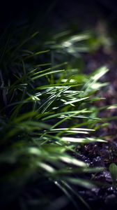 Preview wallpaper grass, plants, blur, light, macro