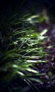 Preview wallpaper grass, plants, blur, light, macro