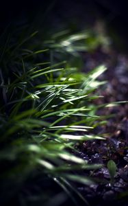 Preview wallpaper grass, plants, blur, light, macro