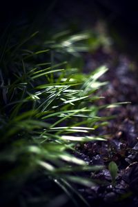 Preview wallpaper grass, plants, blur, light, macro