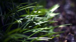 Preview wallpaper grass, plants, blur, light, macro