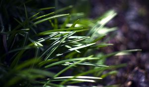 Preview wallpaper grass, plants, blur, light, macro