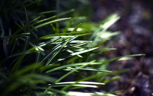 Preview wallpaper grass, plants, blur, light, macro