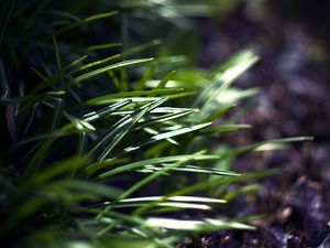 Preview wallpaper grass, plants, blur, light, macro