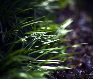 Preview wallpaper grass, plants, blur, light, macro