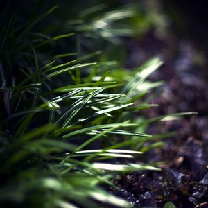 Preview wallpaper grass, plants, blur, light, macro