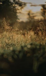 Preview wallpaper grass, plants, blur, lawn, nature