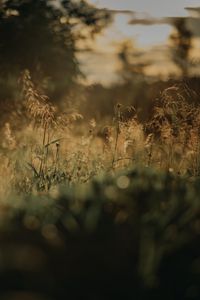 Preview wallpaper grass, plants, blur, lawn, nature