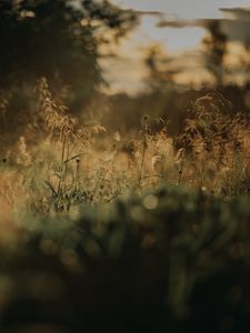 Preview wallpaper grass, plants, blur, lawn, nature