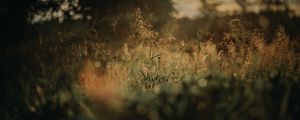 Preview wallpaper grass, plants, blur, lawn, nature