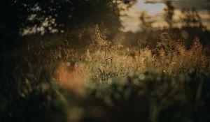 Preview wallpaper grass, plants, blur, lawn, nature