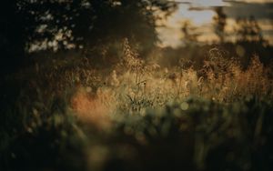 Preview wallpaper grass, plants, blur, lawn, nature