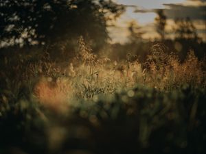 Preview wallpaper grass, plants, blur, lawn, nature