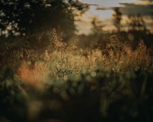 Preview wallpaper grass, plants, blur, lawn, nature