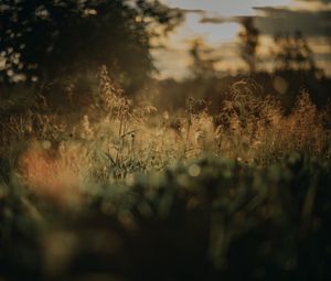 Preview wallpaper grass, plants, blur, lawn, nature