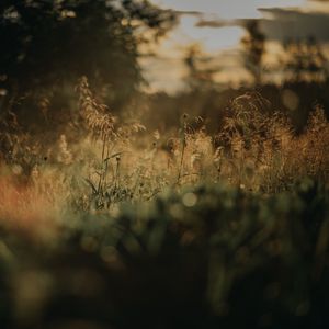 Preview wallpaper grass, plants, blur, lawn, nature