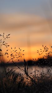 Preview wallpaper grass, plants, blur, twilight, nature