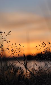 Preview wallpaper grass, plants, blur, twilight, nature