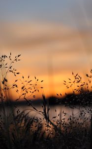 Preview wallpaper grass, plants, blur, twilight, nature