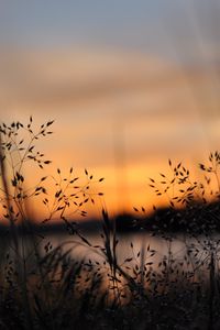 Preview wallpaper grass, plants, blur, twilight, nature