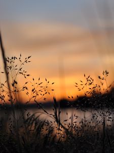 Preview wallpaper grass, plants, blur, twilight, nature