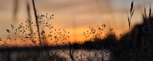 Preview wallpaper grass, plants, blur, twilight, nature