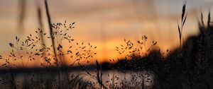 Preview wallpaper grass, plants, blur, twilight, nature