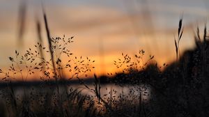 Preview wallpaper grass, plants, blur, twilight, nature