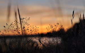 Preview wallpaper grass, plants, blur, twilight, nature