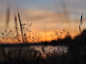 Preview wallpaper grass, plants, blur, twilight, nature
