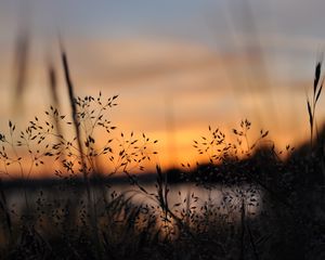 Preview wallpaper grass, plants, blur, twilight, nature