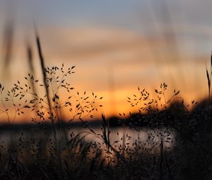 Preview wallpaper grass, plants, blur, twilight, nature