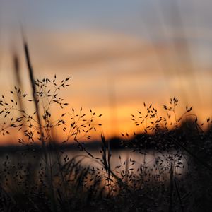 Preview wallpaper grass, plants, blur, twilight, nature