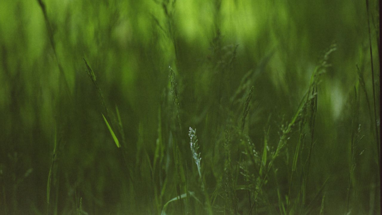 Wallpaper grass, plants, blur, green