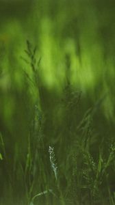 Preview wallpaper grass, plants, blur, green