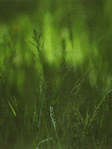 Preview wallpaper grass, plants, blur, green