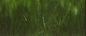 Preview wallpaper grass, plants, blur, green