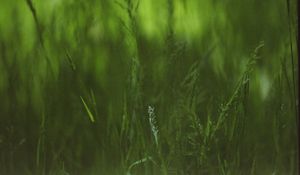 Preview wallpaper grass, plants, blur, green