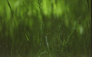 Preview wallpaper grass, plants, blur, green