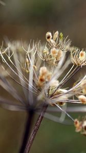 Preview wallpaper grass, plants, branches, dried