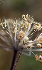 Preview wallpaper grass, plants, branches, dried