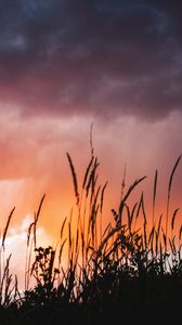 Preview wallpaper grass, plants, clouds, sunset, dark