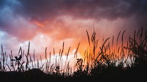 Preview wallpaper grass, plants, clouds, sunset, dark