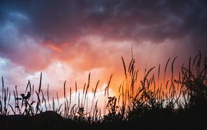 Preview wallpaper grass, plants, clouds, sunset, dark