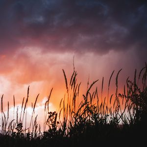 Preview wallpaper grass, plants, clouds, sunset, dark