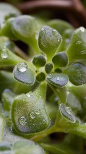 Preview wallpaper grass, plants, drops, dew