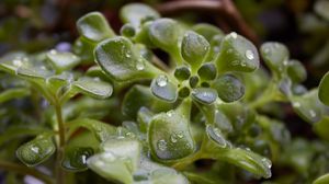 Preview wallpaper grass, plants, drops, dew